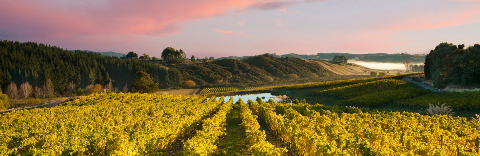 Nelson Vineyard
