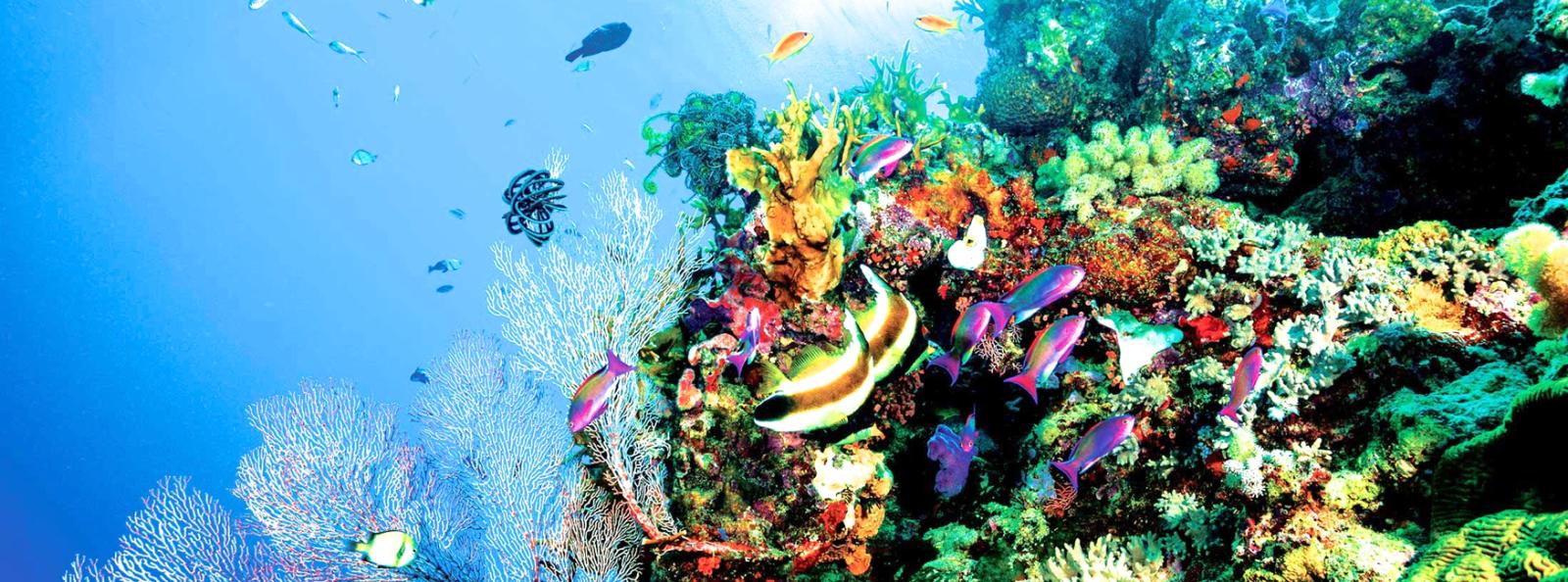 Healthy Great Barrier Reef