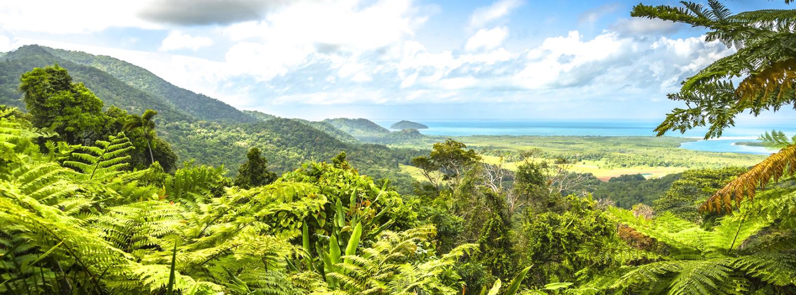 Daintree Rain Forest