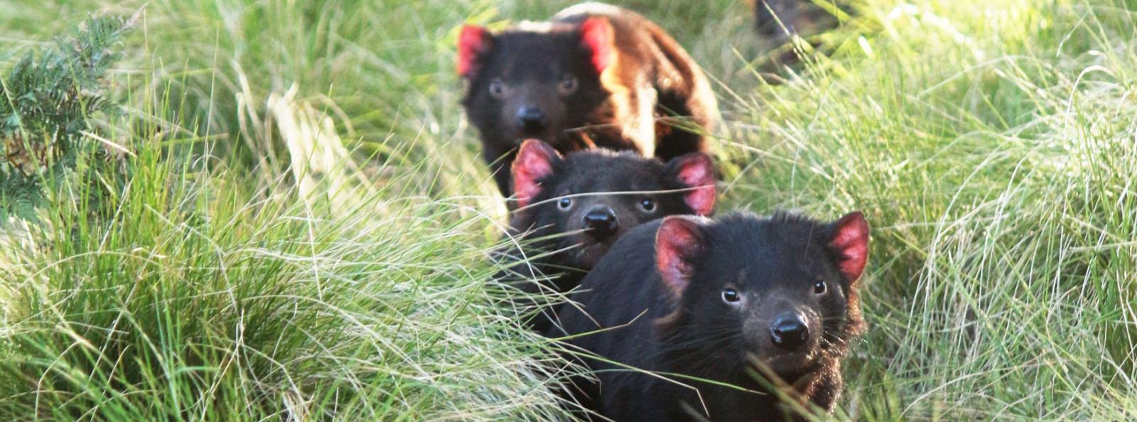 8 Day Tasmanian Wildlife Itinerary