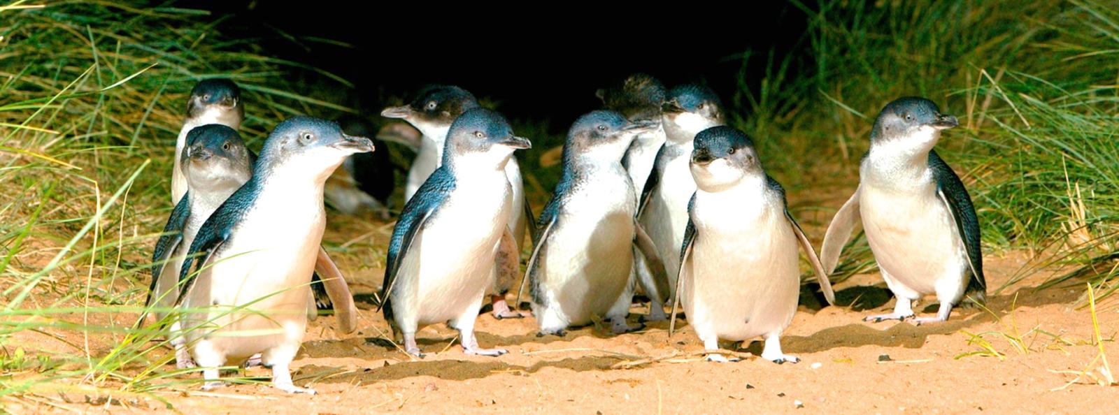 Phillip Island Penguins