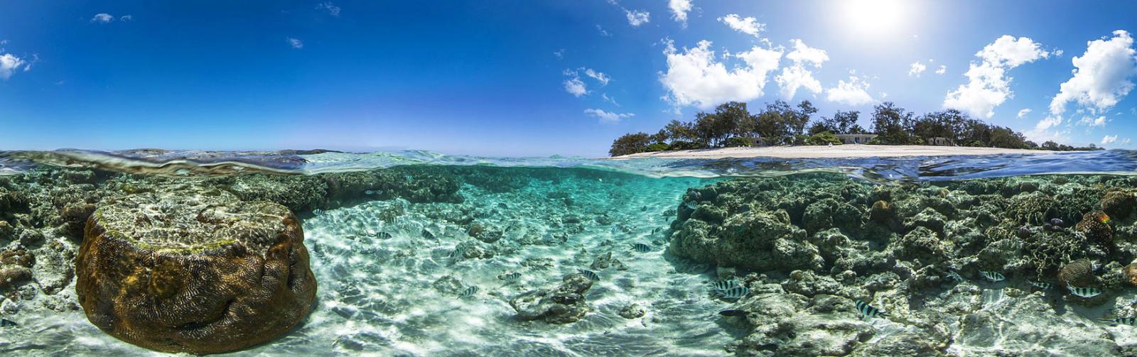 Lady Elliot Island
