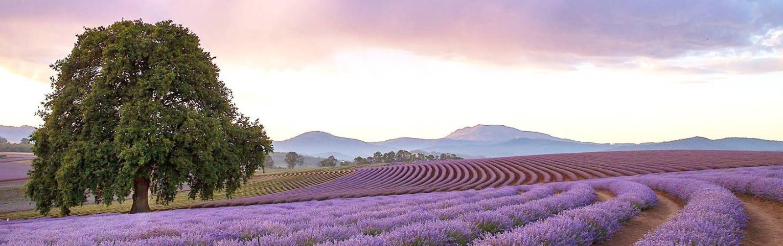 Lavender Banner