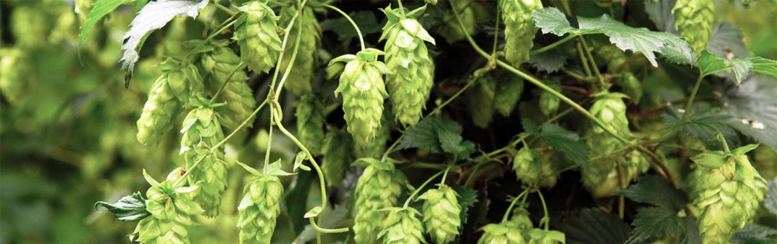 Tasmanian hops used to create craft beer