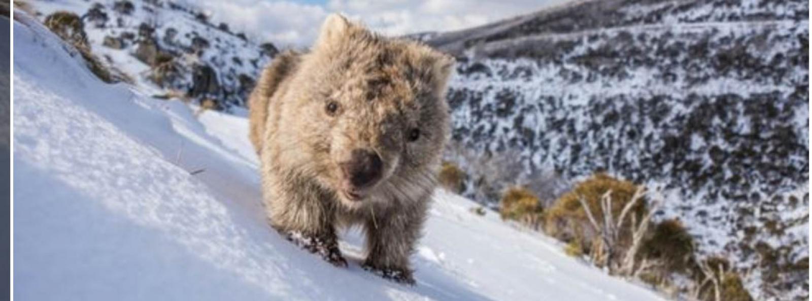 Wombat walks across the snow
