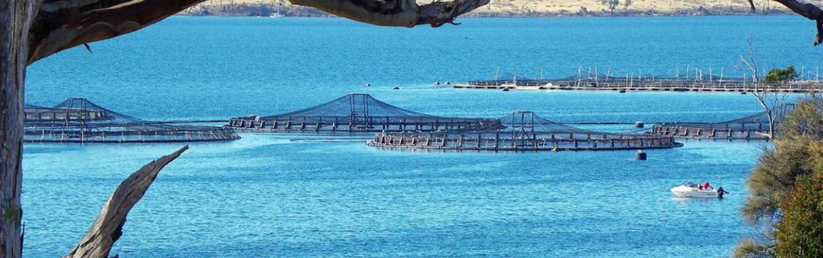 Tasmanian Salmon Guide: Everything You Need to Know