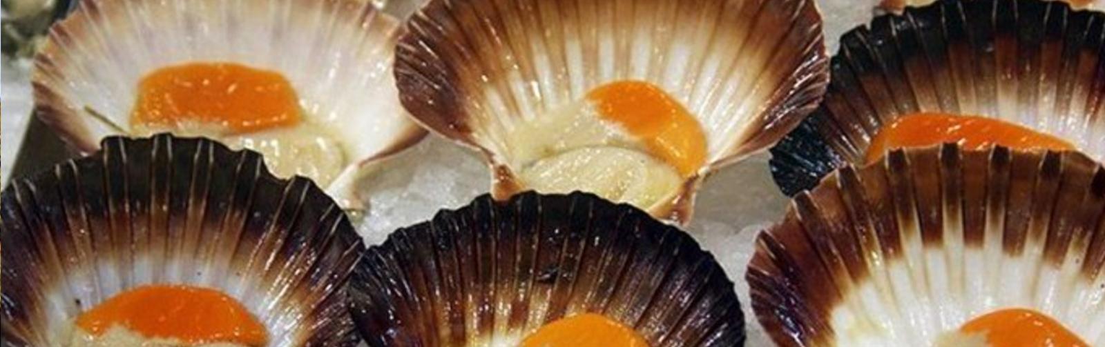 Scallops in the half shell