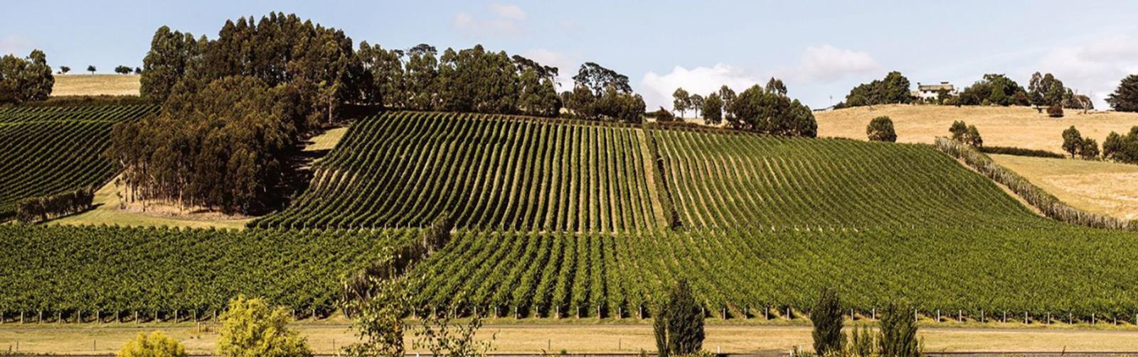 Tamar Valley Wine Region