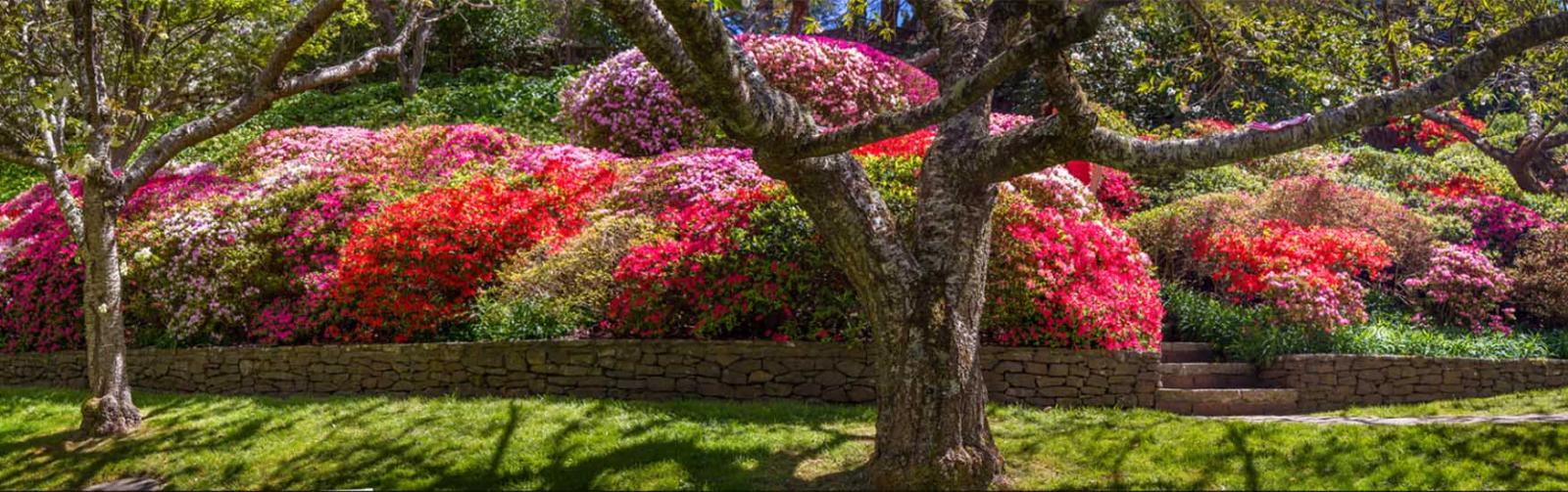 Sydney in Springtime