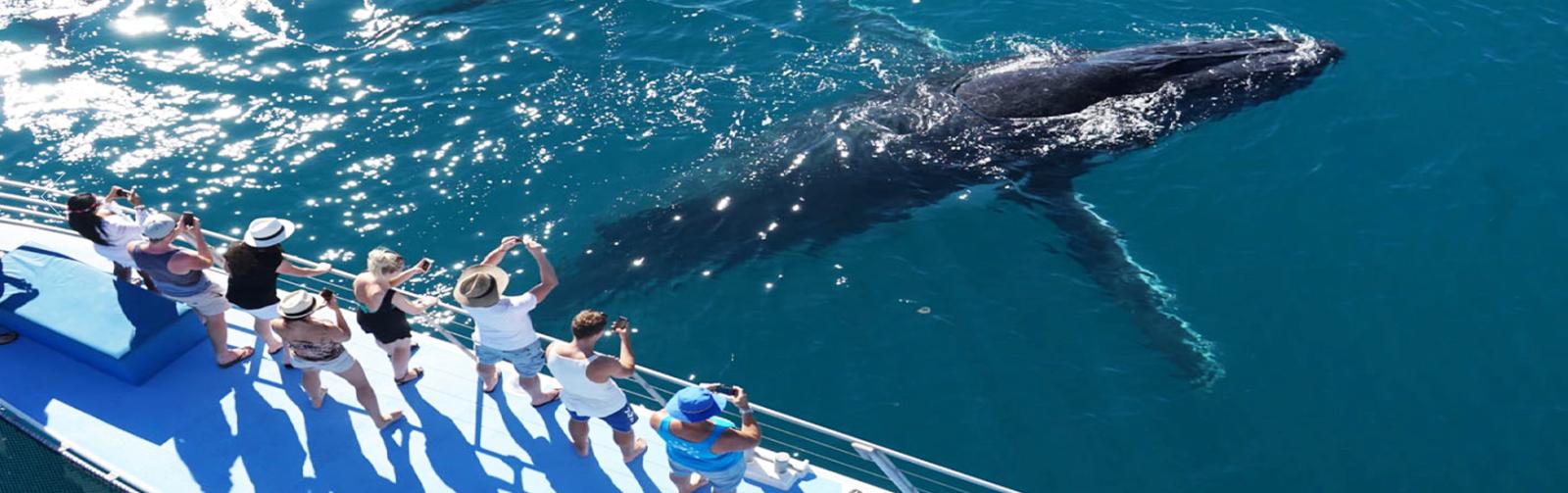 Broome Whale Watching tours are a great activity for winter