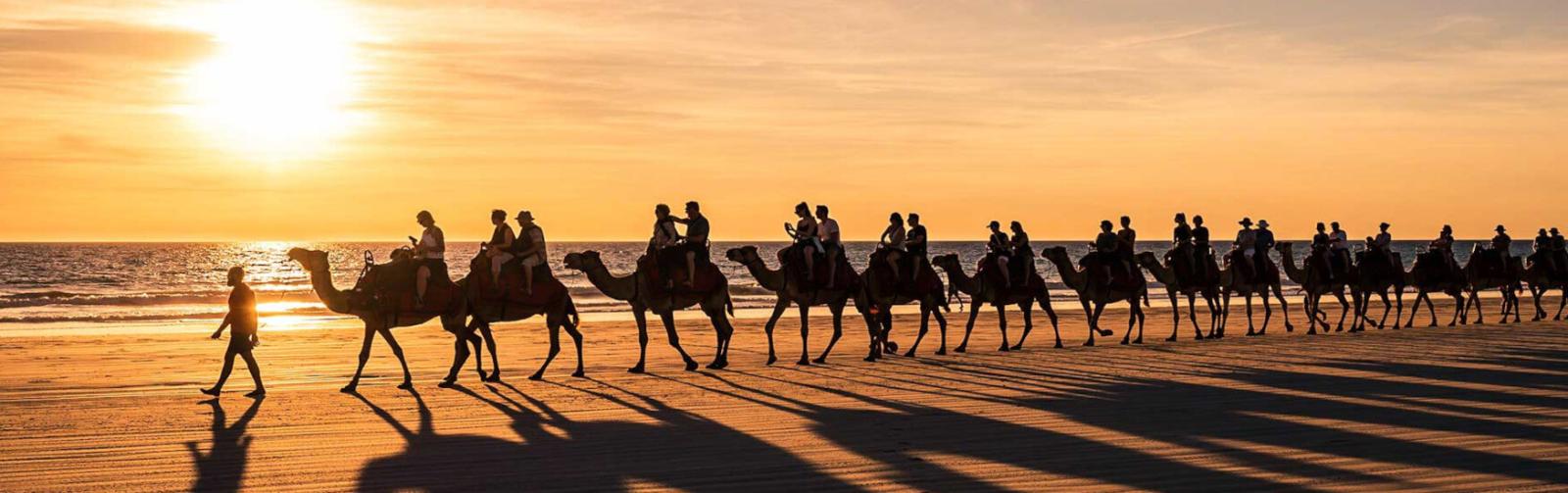 Broom Sunset Camels