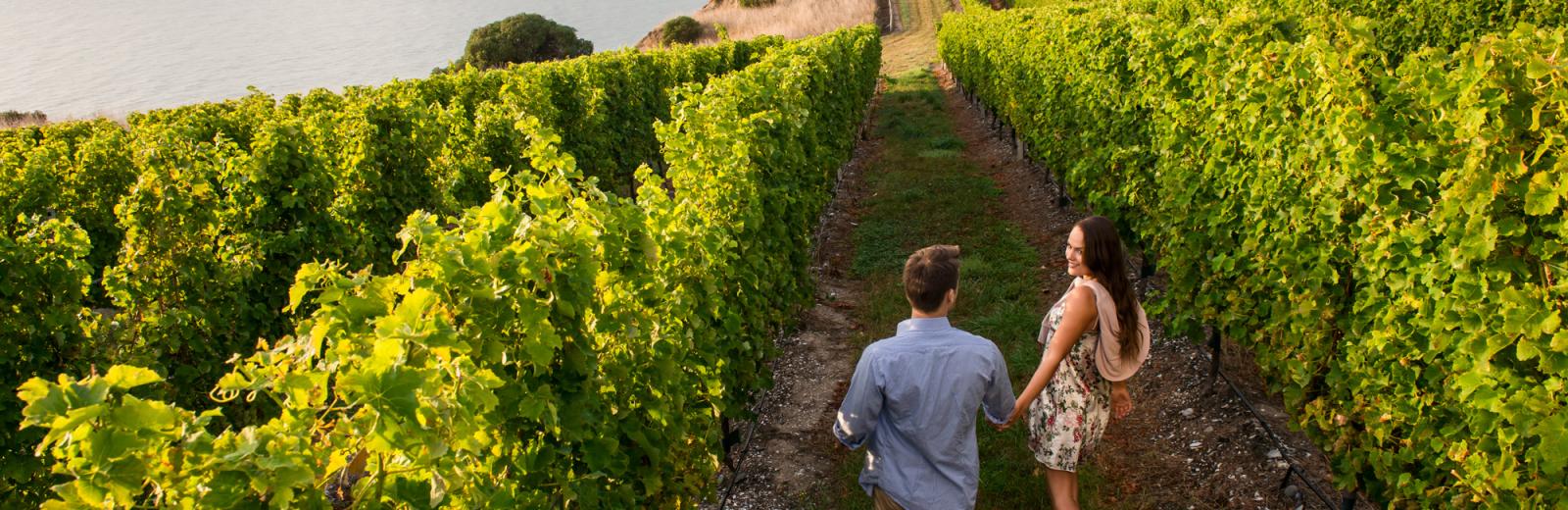 Marlborough Wine Region
