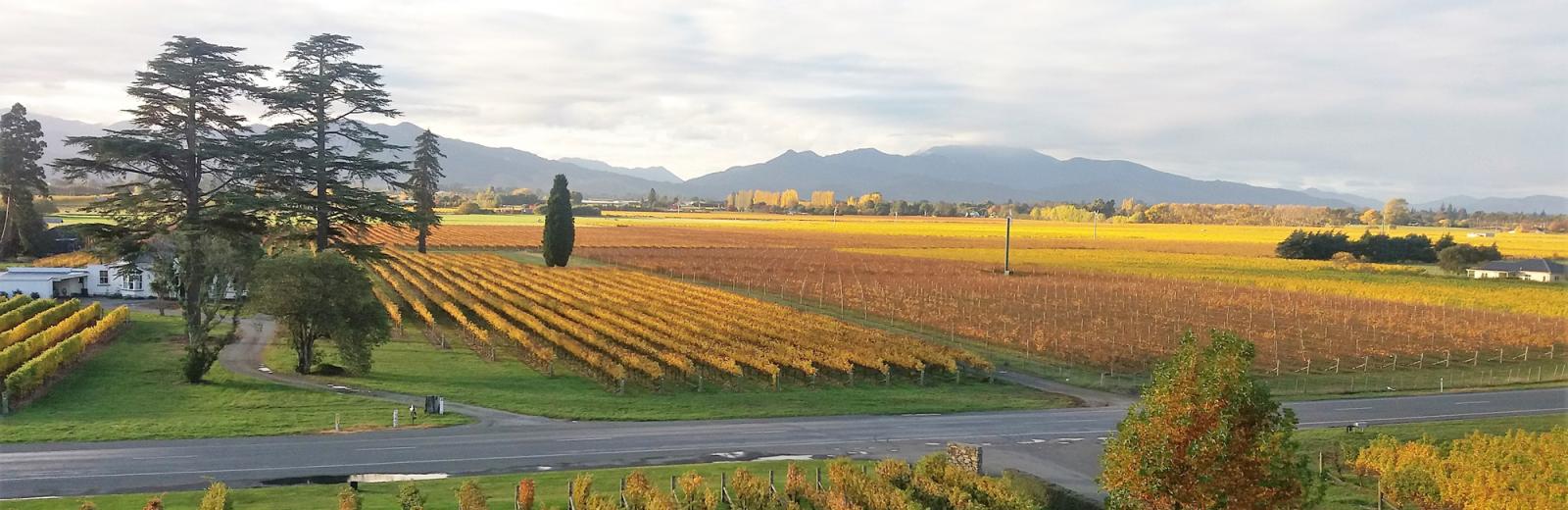 Martinborough Wine Region