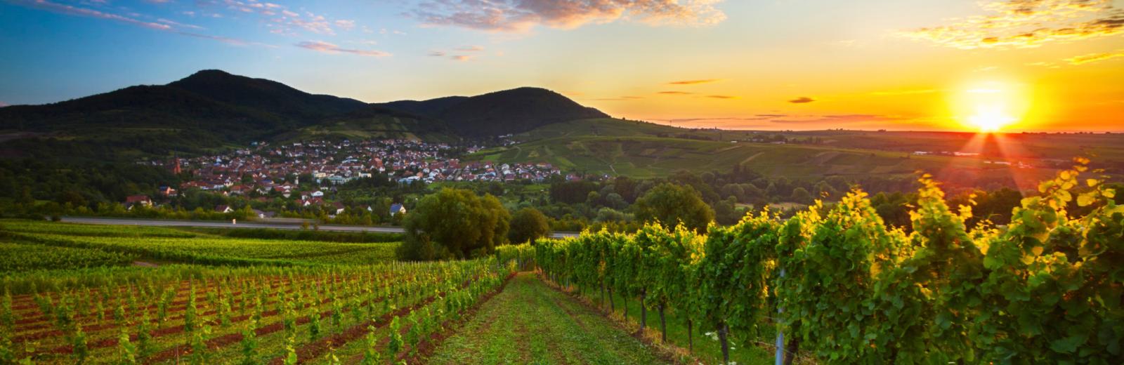 Sunset over vineyard