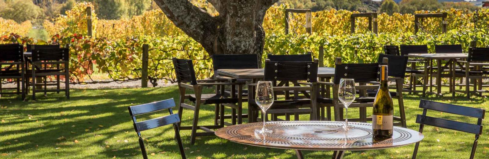 Canterbury Vinyard