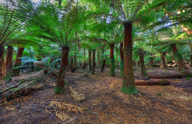Tarkine Wilderness 4WD Adventure