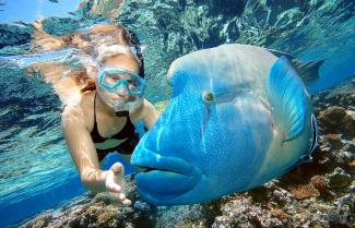 snorkling Great Barrier Reef