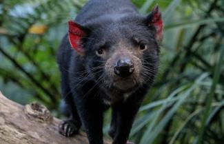 Tasmanian Devil