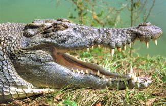 Corroboree Billabong Croc