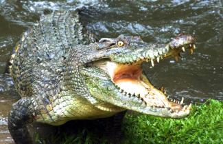 Hartley Crocodile