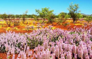 Wild Desert Flowers