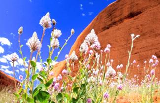 Outback Wild Flowers