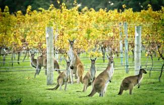Margaret River Wines Kangaroos 