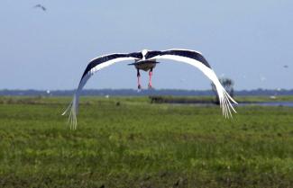 Mary River Wetlands