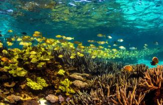 Western Australia Reefs