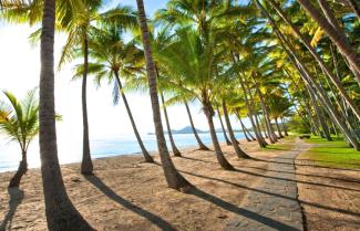 Palm Cove