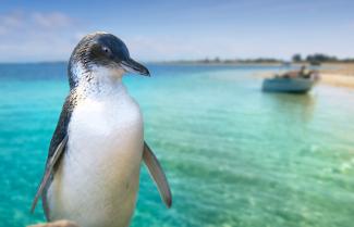 Perth Penguin Island