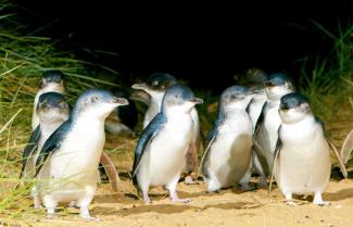 Bicheno penguins