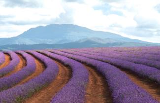Bridestowe Lavender Estate