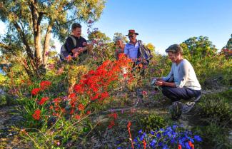 Wild Flowers