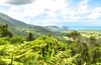 Cairns Daintree Rainforest 