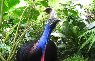 Cassowary