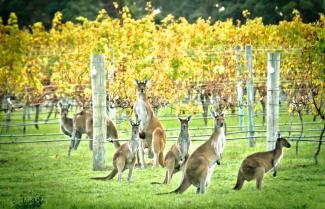 Hunter Valley
