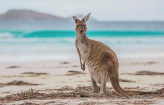 Kangaroo Australia