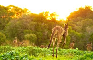 Kangaroo