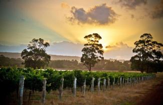 Margaret River Vineyards