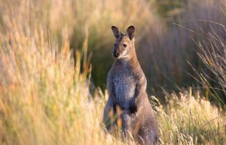 Tasmanian Kangaroo