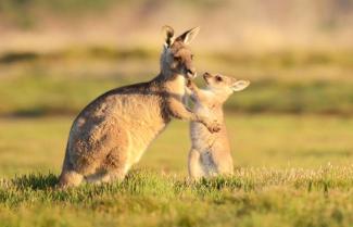 Tasmanian Kangaroo