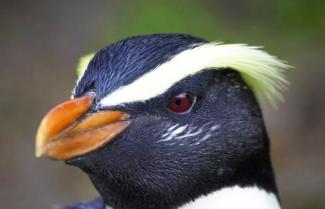 Penguine 