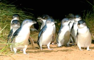 Phillip Island Penguins
