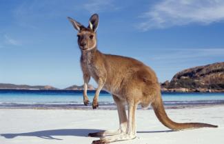 Wilsons Promontory Kangaroo 