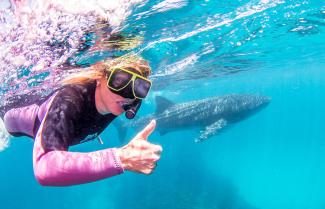 Whale Shark