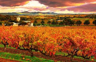 Barossa Vineyard