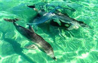 Dolphins Kangaroo Island
