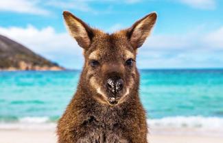 Kangaroo