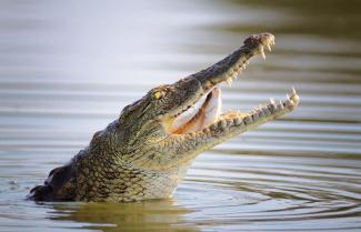 Crocodylus Park Darwin